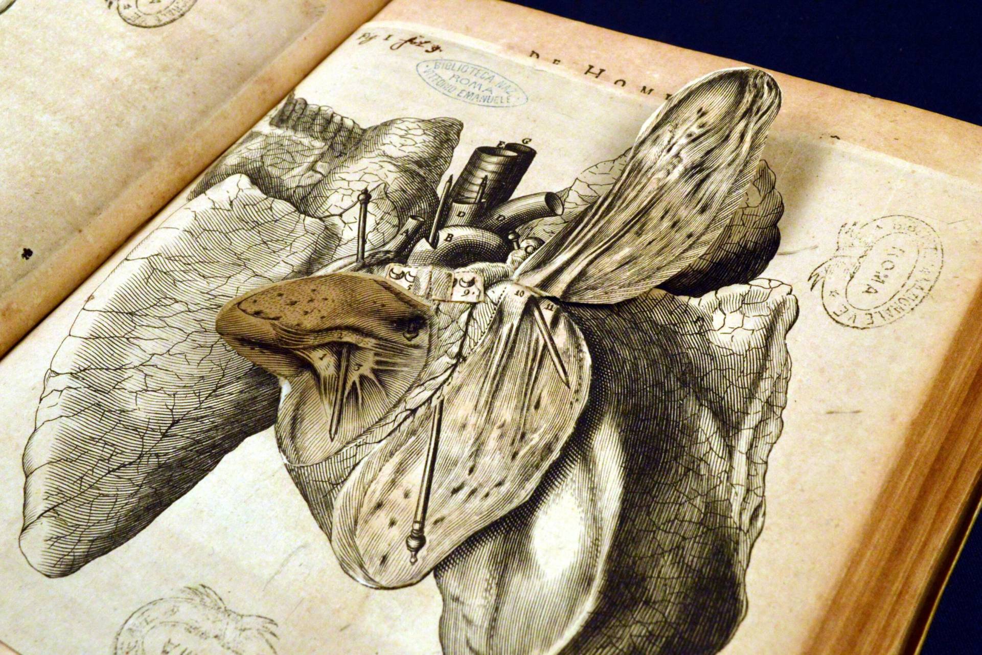 De homine figuris et latinitate donatus a Florentio Schuyl?